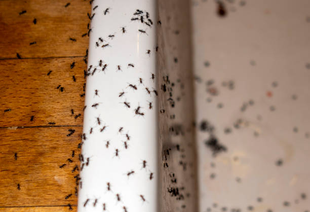Reliable Rusk, TX Pest Control Solutions